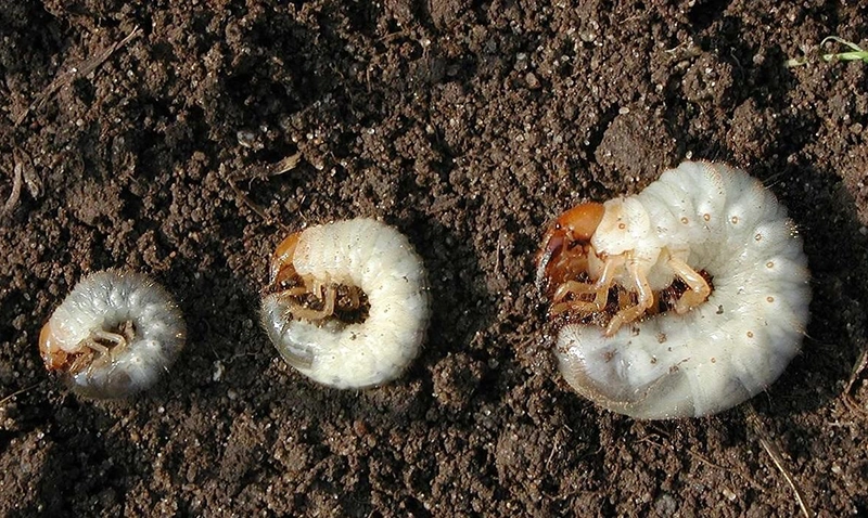 Mit kell tudnunk a pajorokról? (1. rész)