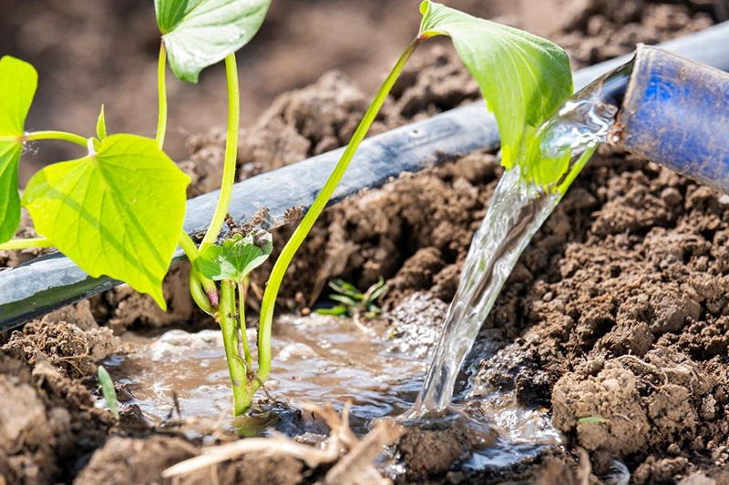 Öntözési tanácsok