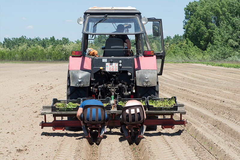 Van-e szabálya az ültetésnek?
