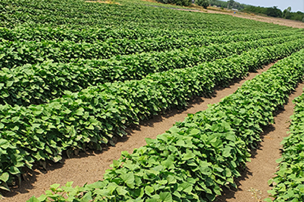 Gazdakörkép – Beszélgetés Gyuris Gáborral és feleségével Gyurisné Huszta Katával