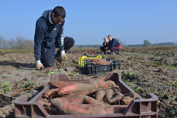 Ha százszor annyi teremne, azt is eladnák