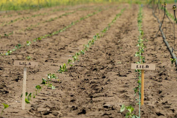 Épülőfélben Batátafalva