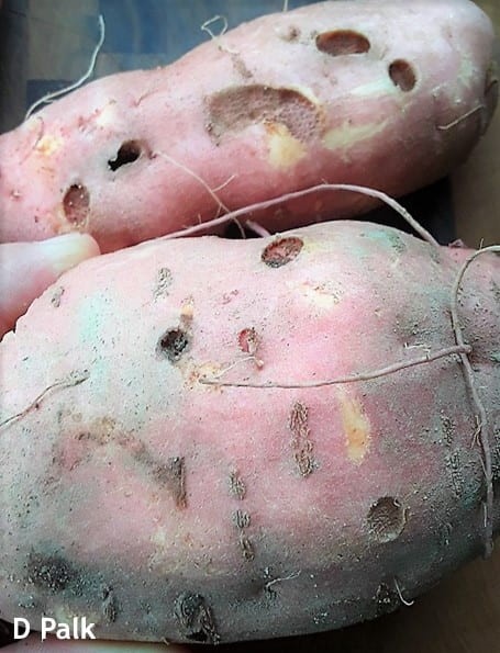 Mit kell tudnunk a pajorokról? (2. rész)