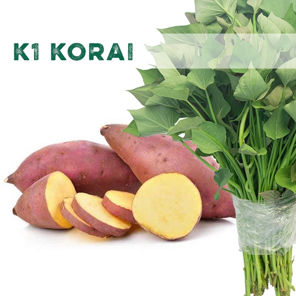 K1 Korai batáta szaporítóanyag